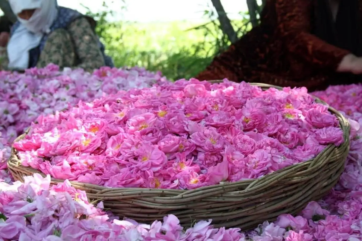 غربت در خاک وطنی؛ غفلت در زنجیره ارزش‌گذاری صنعت گل‌محمدی استان مرکزی / خطای شناختی در عقب‌ماندگی از قافله گردشگری 