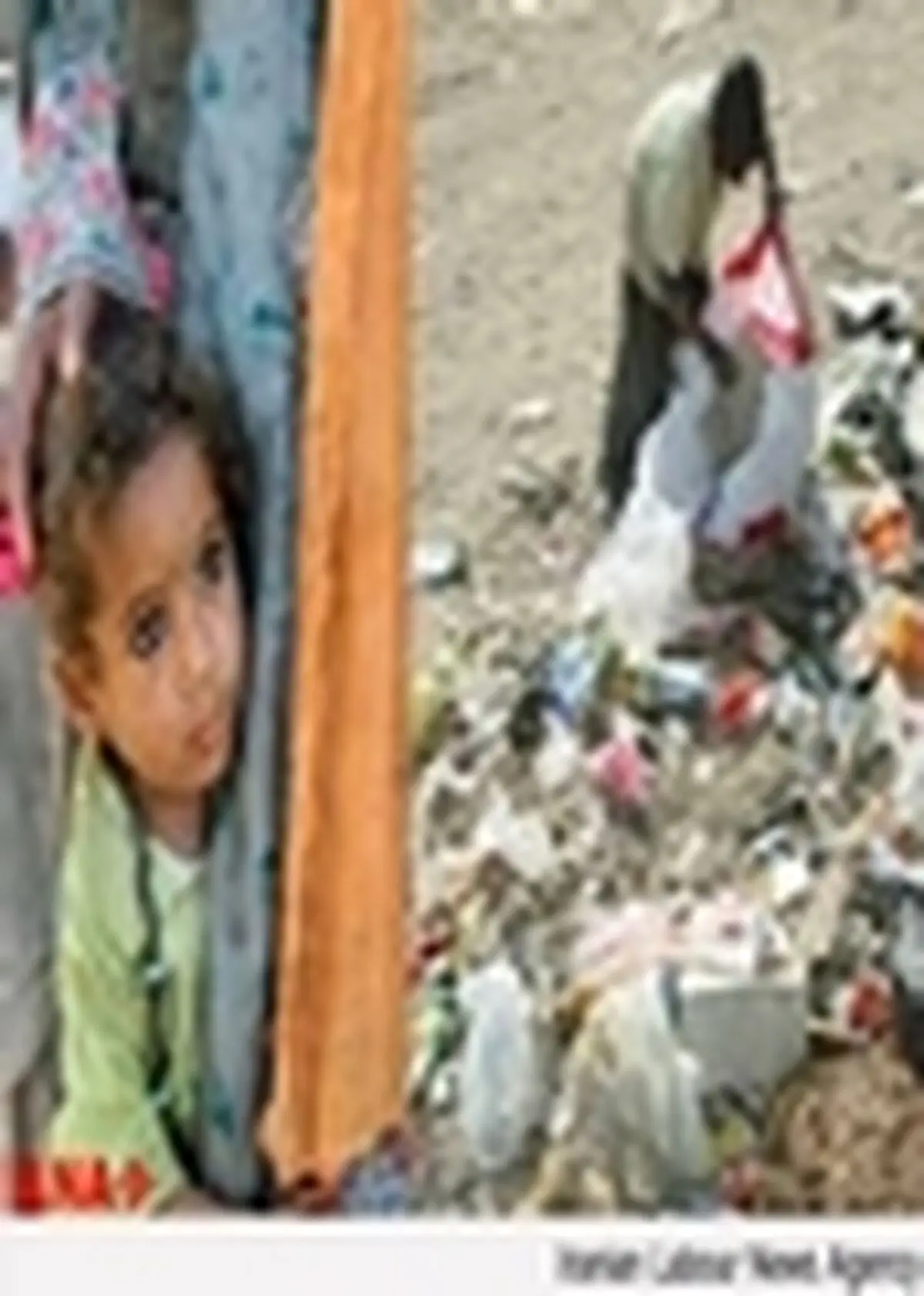 ۴۱ هزار قلک احسان دانش آموزی در مدارس شهرستان زنجان توزیع شد