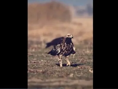 رژه جذاب سلطان آسمان‌ها روی زمین  + فیلم