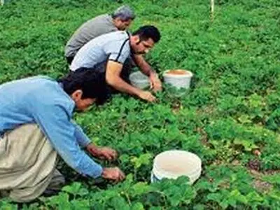 دامپروری و کشاورزی کردستان نقش تاثیرگذاری در رشد اقتصاد استان دارد