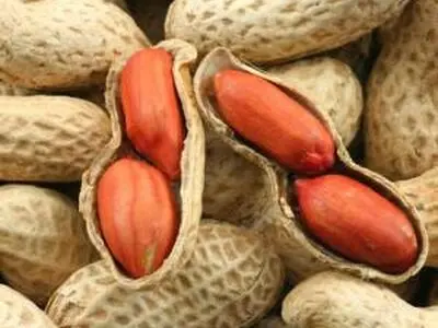افزایش ۵ درصدی تولید بادام زمینی/ گیلان رتبه دوم تولید بادام زمینی در کشور