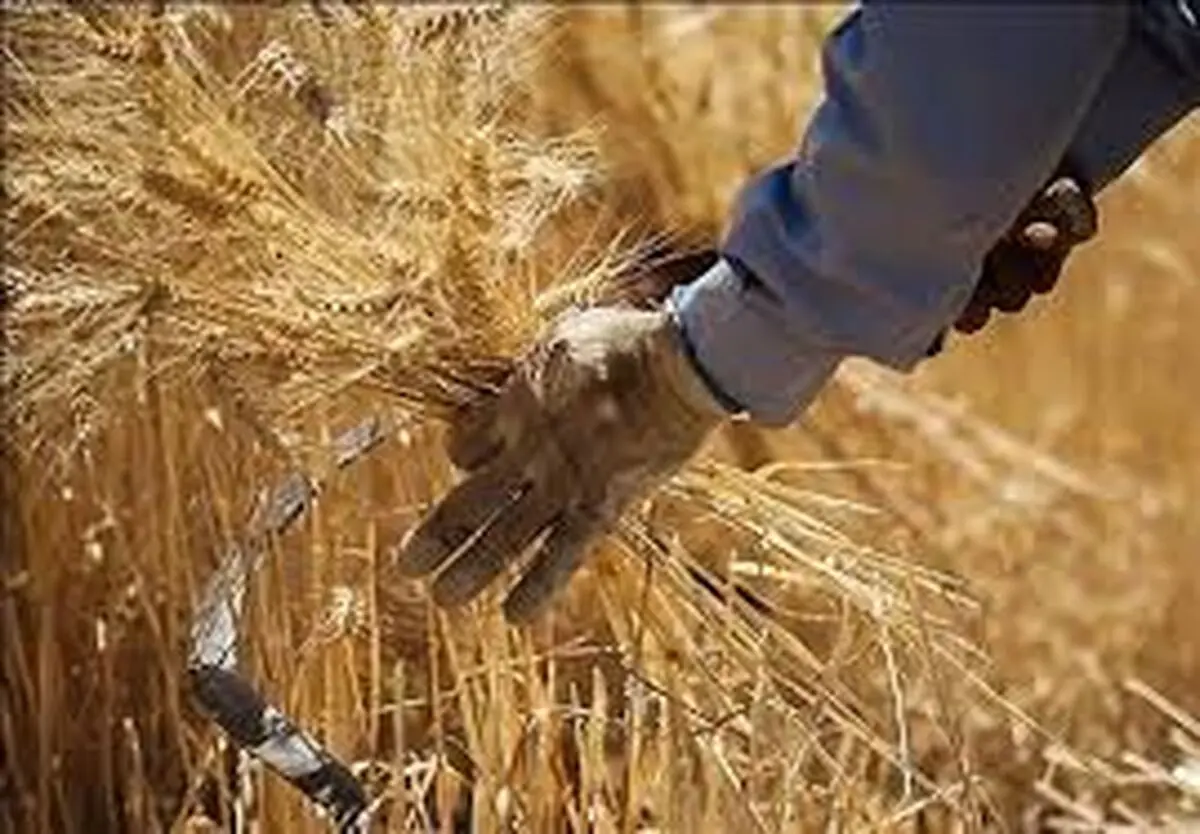 آغاز پرداخت پول گندمکاران تا دو روز آینده