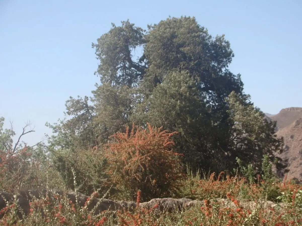 پیگیری پرونده قطع درختان شهرستان عباس آباد در دستور کار دادستانی مازندران