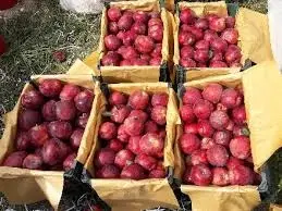 سیب مورد نیاز شب عید کشور از آذربایجان غربی تامین می شود