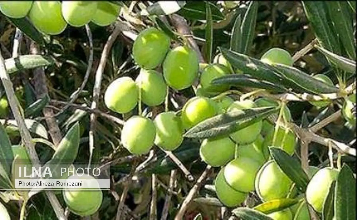 راه‌اندازی 29 ایستگاه ردیابی آفت مگس زیتون در گیلان
