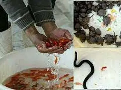 ممنوعیت خریدوفروش گونه‌های جانوری وحشی و گیاهی در مرکزی