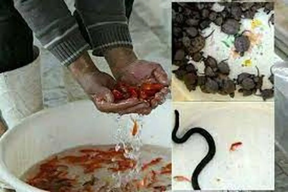 ممنوعیت خریدوفروش گونه‌های جانوری وحشی و گیاهی در مرکزی