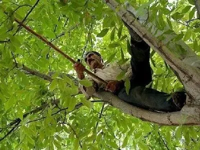 5 نفر به علت سقوط از درخت گردو در استان جان باختند