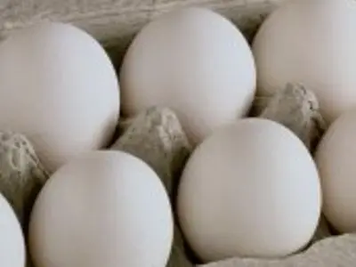 تخم مرغ با نرخ دولتی توزیع می شود