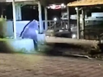 خرس‌های سبلان در کمین مناطق مسکونی + فیلم