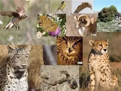 تأثیر انفجارها بر حیات وحش ایران؛ حیوانات زیستگاه خود را ترک را می‌کنند