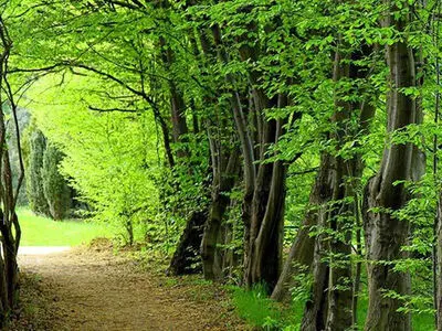 جنگل‌های هیرکانی ایران ثبت جهانی شد