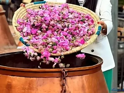 گلاب اصل را با این ۳ نشانه ساده تشخیص بدهید+ فیلم