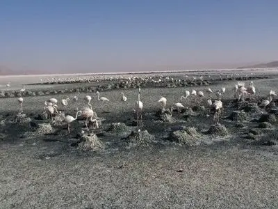 ثبت کلنی‌های جوجه‌آوری فلامینگوی بزرگ در تالاب‌های بختگان و مهارلو