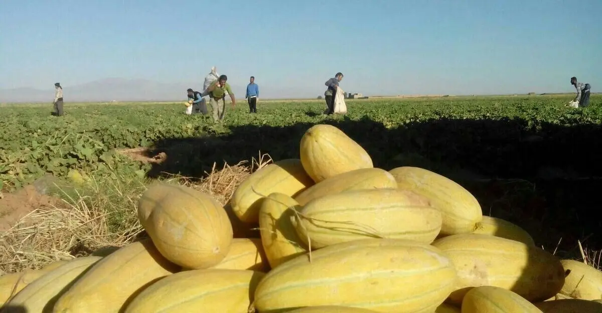 تربت جام رتبه اول کشت خربزه در کشور را دارد