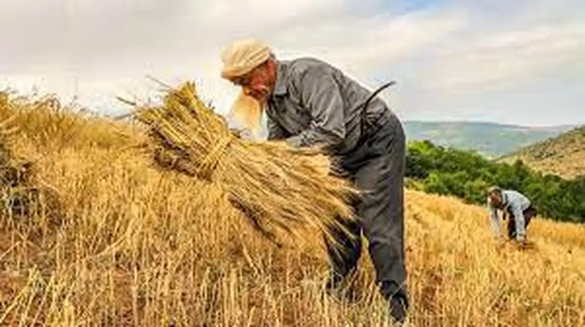 تامین غذای 20 میلیون نفر با جلوگیری از ضایعات بخش کشاورزی