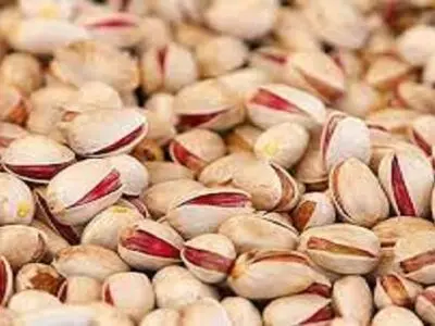 50 درصد پسته سال قبل روی دست صادرکنندگان باقی مانده است/ محصول امسال هم به آن اضافه خواهد شد/ سیاست‌های ارزی دولت مانع صادرات پسته ایران
