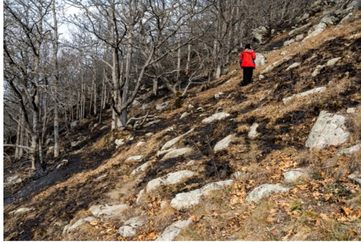 مهار آتش‌سوزی در جنگل‌های مرزن‌آباد 