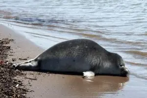 افزایش تلفات فوک خزری در سواحل جنوبی دریای خزر