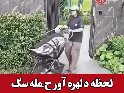 لحظه دلهره‌آور حمله سگ در خیابان فرشته تهران + فیلم
