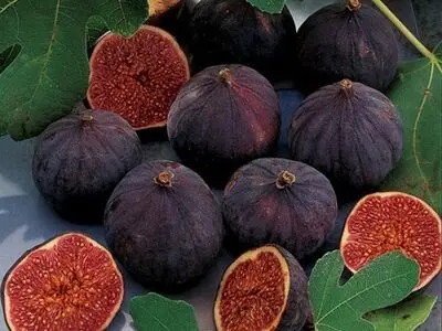 انجیر طبع گرم دارد یا سرد؟ 