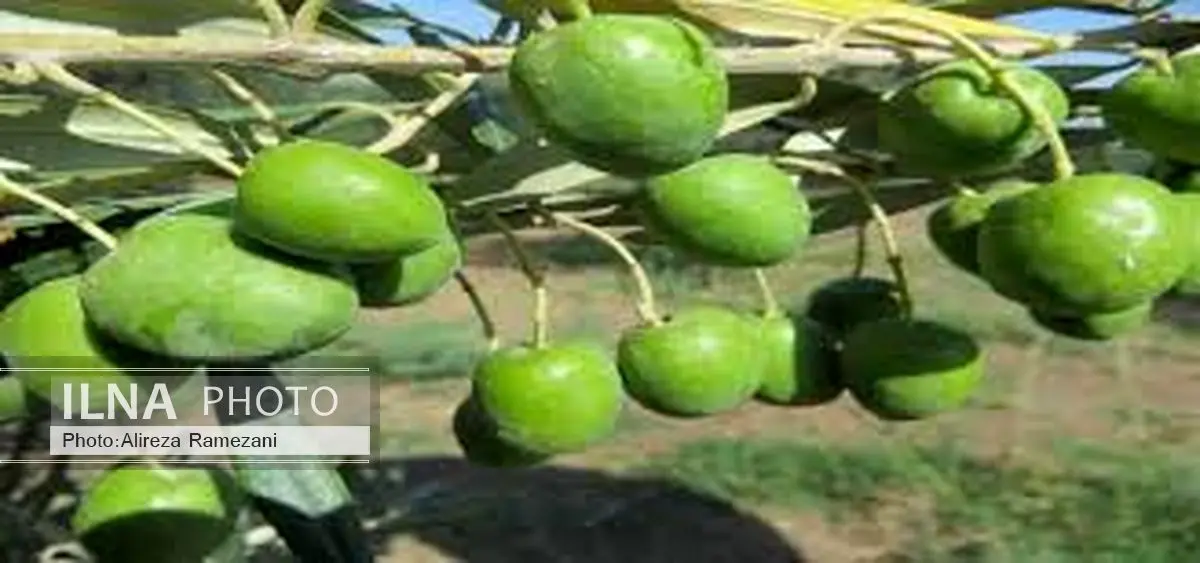 طارم قطب تولید زیتون کشور
