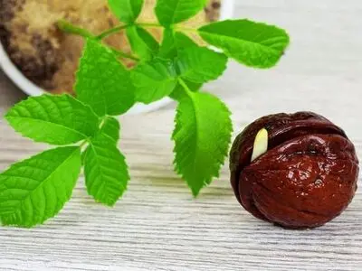 کسب درآمد میلیاردی با خرید نهال گردو زودبازده از آریا نهال