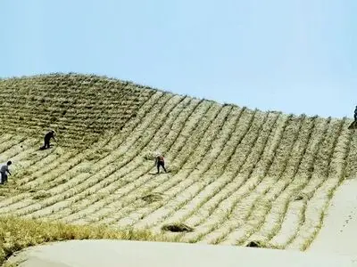 بدنبال راه‌اندازی مرکز چندملیتی برای مقابله با گرد و غبار در خاورمیانه هستیم/ کاشت درخت در بیش از ۳۲ میلیون هکتار از بیابان‌های شرق آسیا 