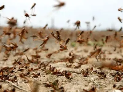 احتمال حمله ملخ صحرایی به جنوب کشور