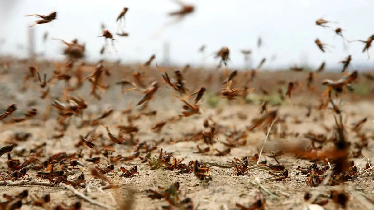 احتمال حمله ملخ صحرایی به جنوب کشور
