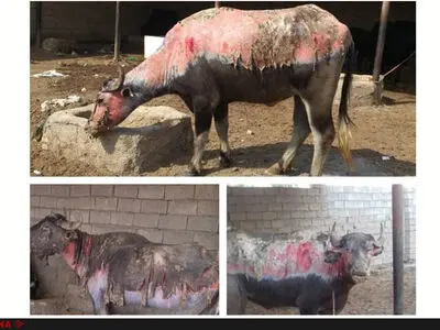 ۲۰ گاومیش در آتش هورالعظیم سوختند/آثار جنگ در هویزه و دشت آزادگان همچنان باقی‌ست