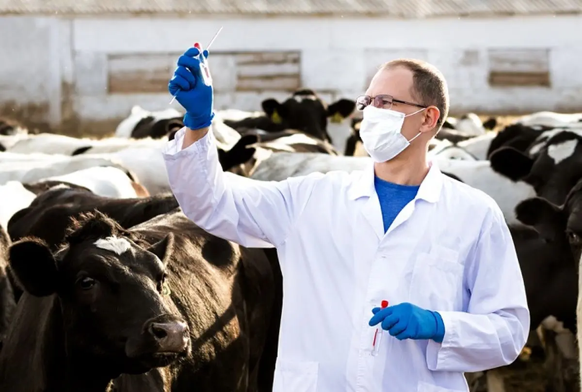 واکسیناسیون دام‌های استان مرکزی برای مقابله با بیماری تب برفکی