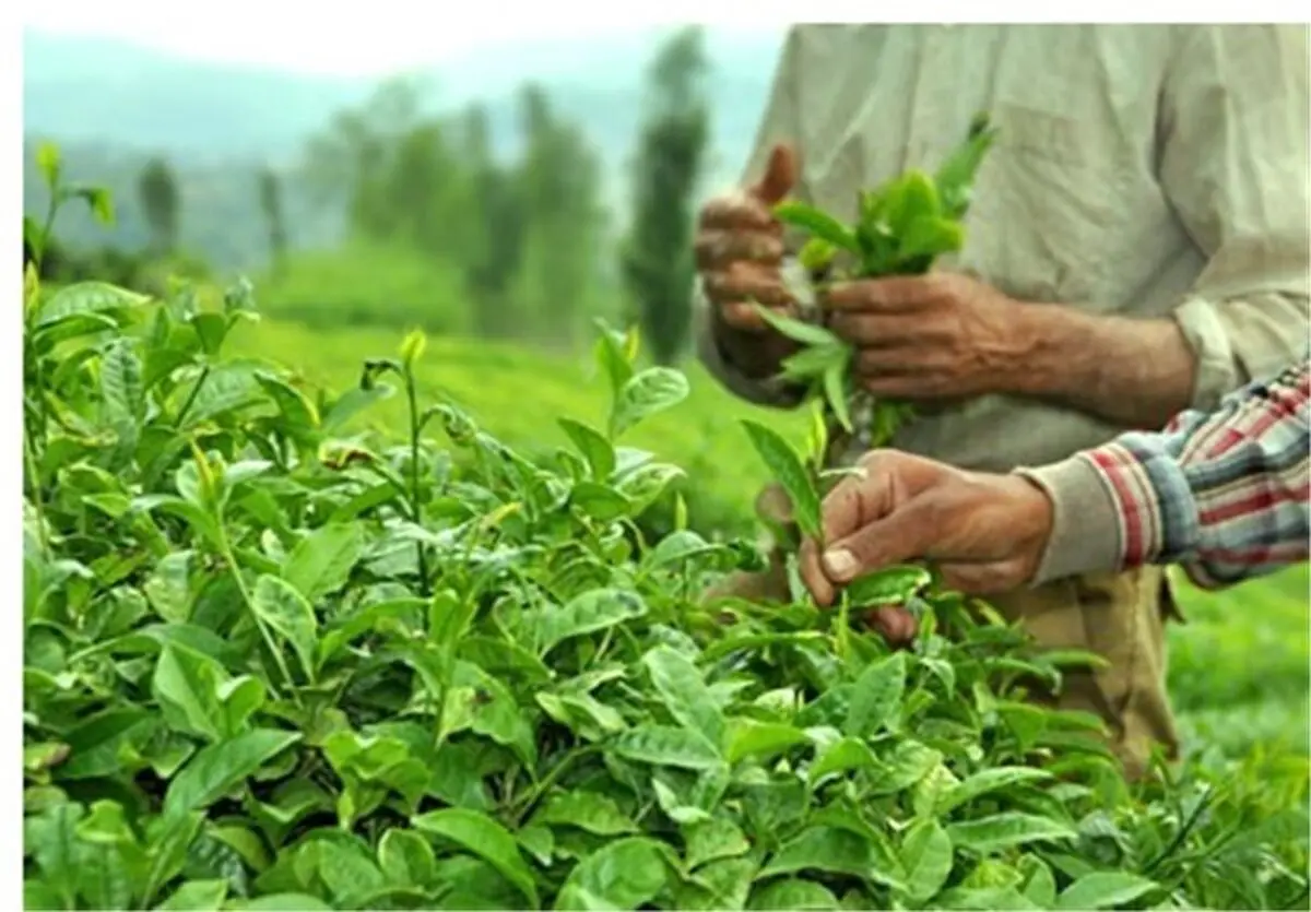 صادرات بیش از 800 تن چای‌خشک توسط تعاونی‌های املش