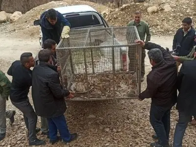 شکارچی بویراحمدی سنجاب ها دستگیر شد 