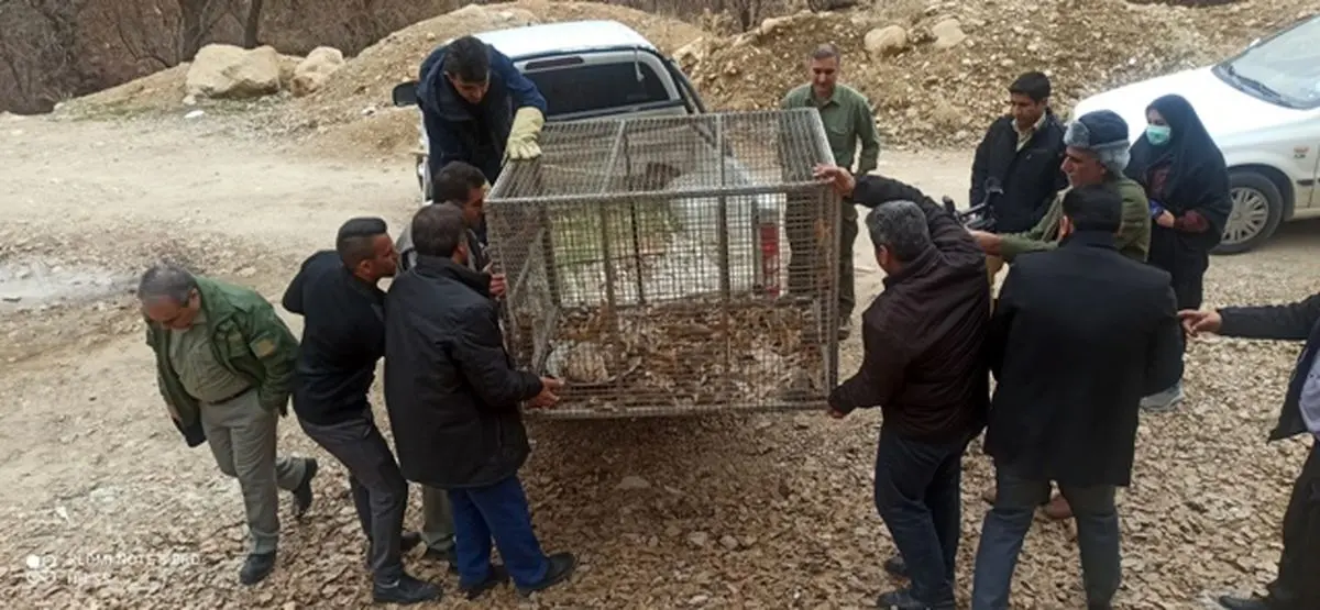 شکارچی بویراحمدی سنجاب ها دستگیر شد 