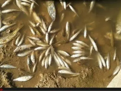فاجعه در رودخانه گواور/ مرگ ومیر  آبزیان به علت فاضلاب گاوداری