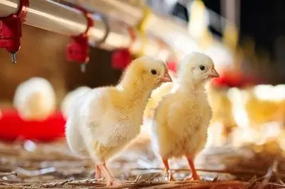 هشدار نسبت به کمبود مرغ به دلیل کمبود نهاده‌های دامی