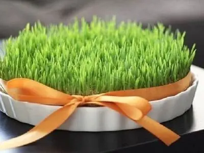 بهترین زمان برای کاشت سبزه عید
