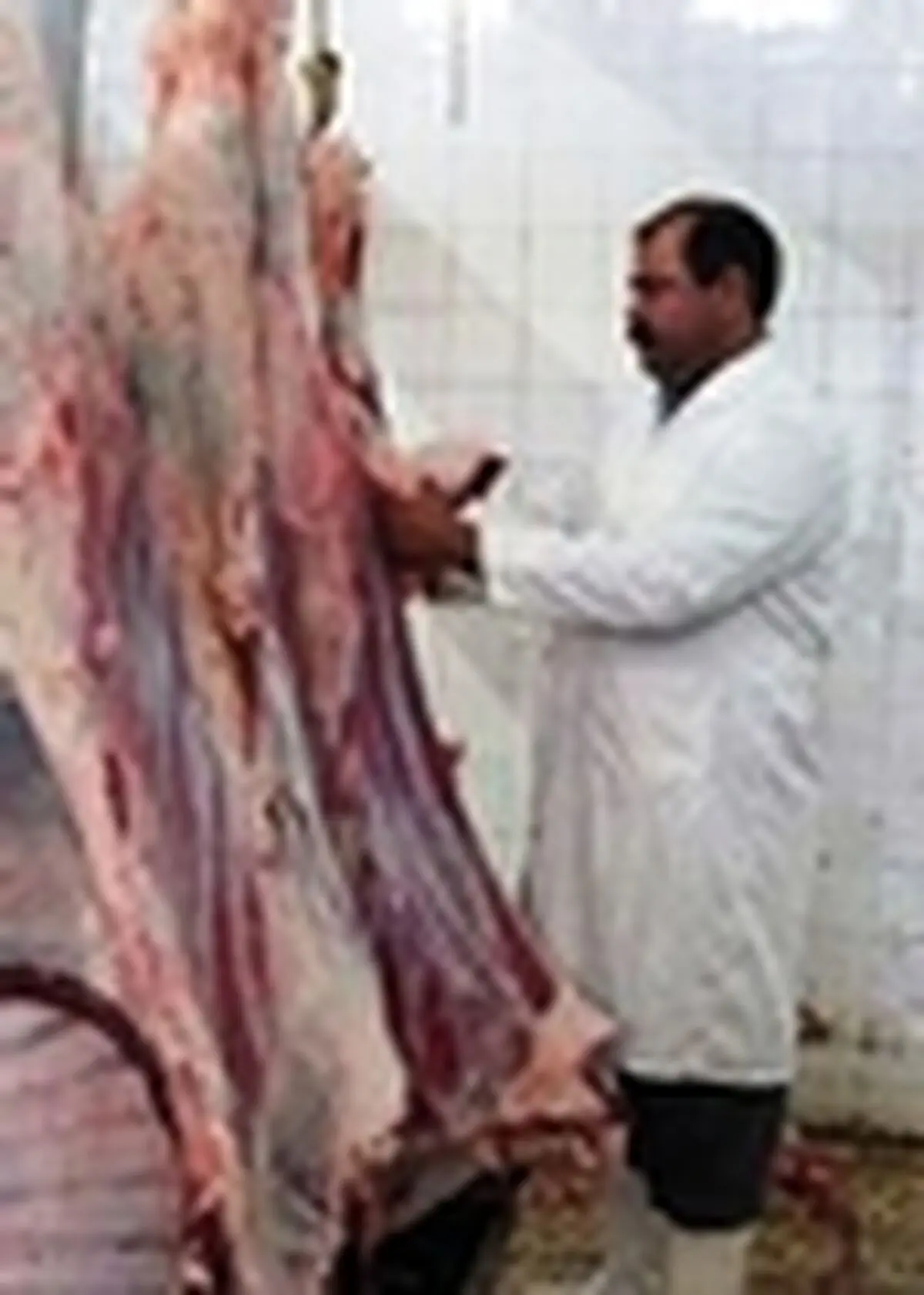 موردی از تب کریمه کنگو در کردستان مشاهده نشده است