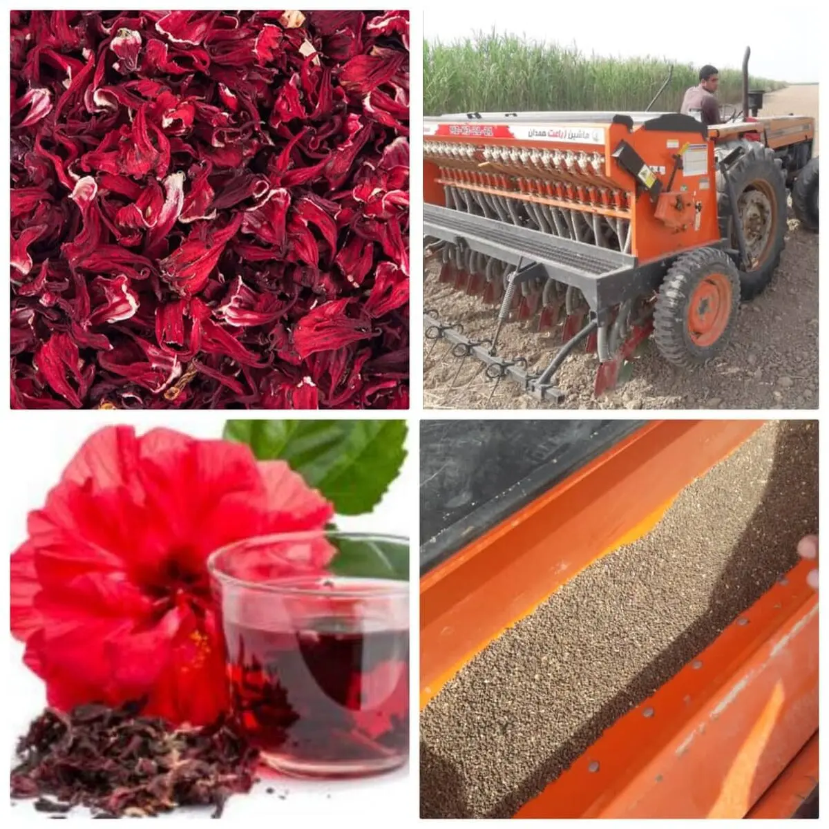آغاز کشت چای ترش قرمز در شهرستان کارون/ افزایش ۵۰ درصدی کِشت نسبت به سال گذشته