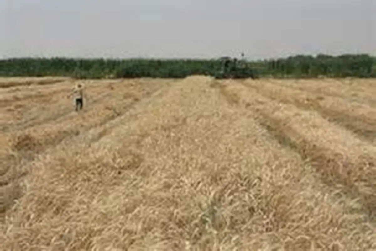 سطح زیر کشت گندم در استان قزوین به ۱۳۷ هزار هکتار رسید