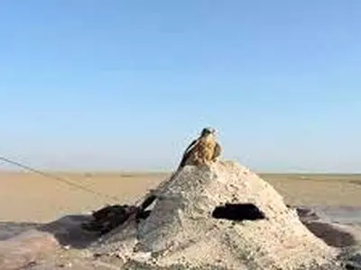 تخریب 7 کوخه شکار پرنده در استان مرکزی / پاییز به فصل آغاز کار شکارچیان بازهای شکاری معروف است
