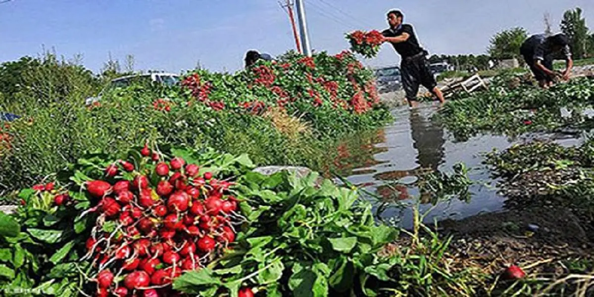 ضرورت جلوگیری از کشت‌ محصولات پر آب‌بر در استان تهران