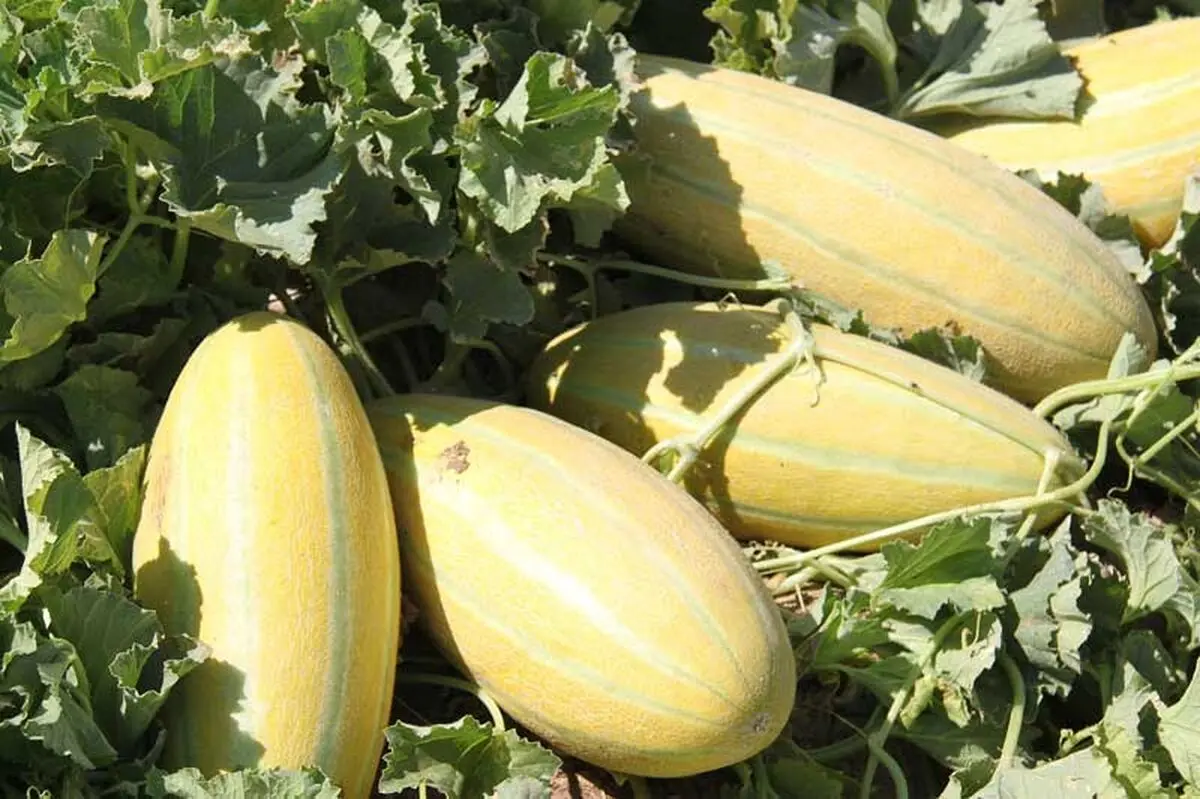 آغاز برداشت خربزه در سطح ۵ هزار هکتار از اراضی تایباد