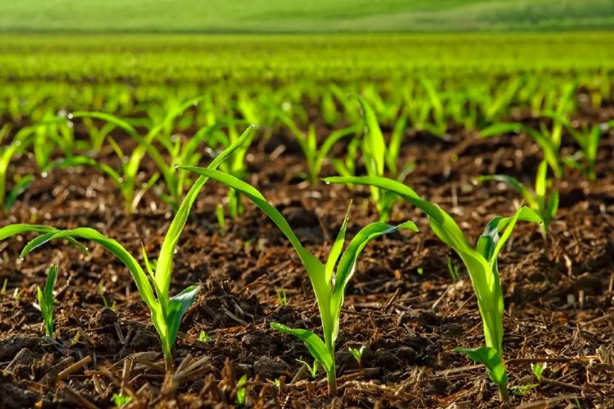 افزایش ۵۰ درصدی محصولات زراعی خراسان رضوی در سال گذشته