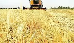 ۱۶۲ هزار تُن گندم و جو برداشت می‌شو‌د