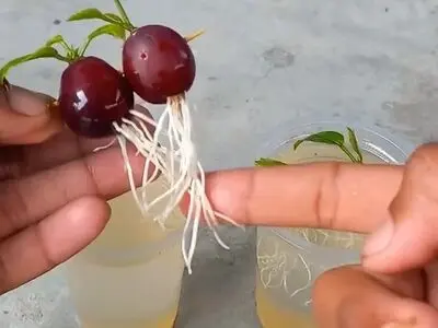 روش ساده‌ی پرورش وکاشت انگور در منزل + فیلم