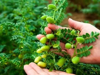 تولید محصولات کشاورزی استان به رکورد ۵.۷ میلیون تُن رسید