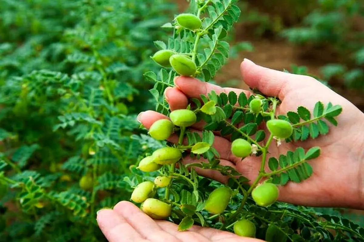 تولید محصولات کشاورزی استان به رکورد ۵.۷ میلیون تُن رسید