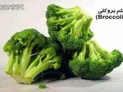 کاشت کلم بروکلی ارگانیک در چادگان